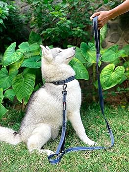 Avail Leash - Safety Carabiner Lock Updated 2022 - Heavy Duty